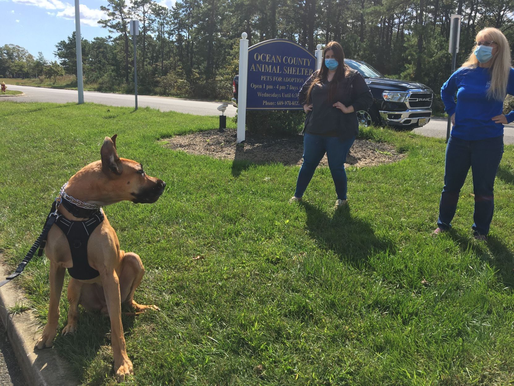 shelter dogs (2).jpeg